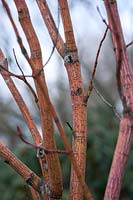 Acer pensylvanicum 'Erythrocladum' - Moosewood 'Erythrocladum'