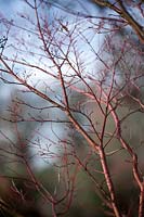 Acer palmatum 'Sango-kaku' - Coral-Bark Maple