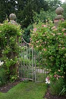 Lonicera - Honeysuckle - climbing over metal gate in brick wall. Wollerton Old Hall Garden, Shropshire, UK. 