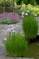 Iris ensata - Japanese flag in the Rill Garden at Wollerton Old Hall Garden, Shropshire, UK. 