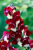 Antirrhinum 'Night and Day' - Snapdragon 'Night and Day' 