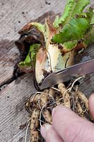 Person taking root cuttings from a Primula denticulata - Drum-headed Primula