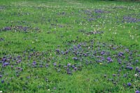 Prunella vulgaris - Self Heal - naturalised in lawn. 