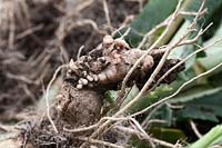 Clubroot causing distortion on a brassica root. 