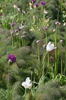 Tulipa 'White Triumphator', Allium 'Purple Sensation' and Foeniculum - Fennel 