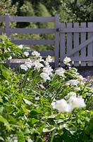 Tulipa 'White Triumphator' by garden gate. 