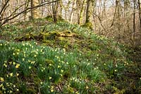 Narcissus pseudonarcissus - Wild daffodils in ancient woodland
