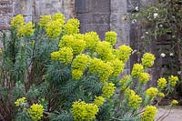 Euphorbia characias subsp. wulfenii - Mediterranean Spurge
 