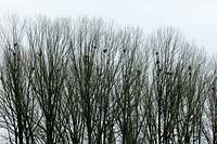 A rookery in the canopy of a row of Populus nigra 'Italica' - poplar trees. 