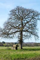 Quercus robur - English oak tree 