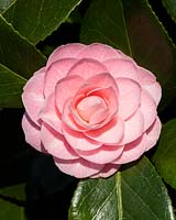 Camellia japonica subsp. rusticana 'Otome' - Camellia 'Otome'
