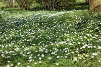 Anemone nemorosa - A carpet of wood anemones growing in semi-shade at the edge of woodland. Hampshire, UK. 