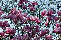 Magnolia x soulangeana 'Spectrum'     