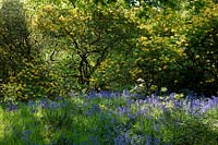Woodland garden with  Rhododendron luteum and Hyacinthoides non-scripta - Bluebells. The Woodland Garden. Bowood House, Wiltshire, UK. 