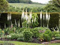 Early summer border set against Taxus baccata - Yew hedging, with Eremurus robustus - Foxtail lilies. 