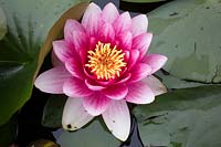 Nymphaea 'Attraction' - Waterlily 'Attraction'  