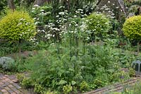 Walkways of reclaimed brick divide a shady garden, whose rectangular beds are planted with Valeriana officinalis and punctuated with lollipop Ligustrum ovalifolium 'Aureum' - Golden Privet standards. 