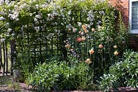 Flowerbed by house, planted with Rosa 'Lady Emma Hamilton', Helleborus argutifolius, and Rosa 'Wedding Day' growing over trellis fence behind. Hampshire, UK.