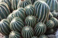 Parodia magnifica - Ball Cactus 