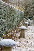 Line of mushroom-shaped staddle stones and frosted hydrangeas by Taxus - Yew hedge. 