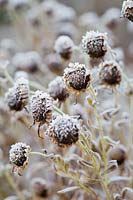Frosted seedheads