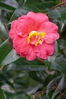 Camellia japonica 'Akashigata' 