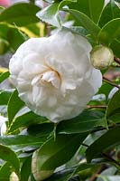 Camellia japonica 'Candidissma'  
