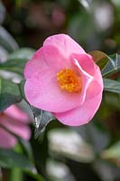 Camellia japonica 'Elizabeth le Bey' 