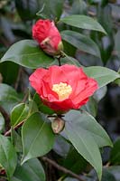 Camellia japonica 'Juno' 