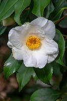 Camellia japonica 'Latifolia'  