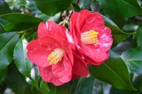 Camellia japonica 'Satanella' 
