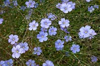 Lithodora diffusa 'Heavenly Blue' - Purple Gromwell 'Heavenly Blue' 