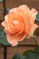 Rosa 'Whisky Mac' - hybrid tea rose
