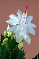 Schlumbergera  - Christmas cactus - close view of a single open flower