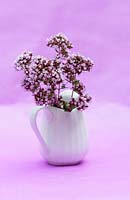 Origanum majorana -  Sweet marjoram flowers in white jug against pink background. 