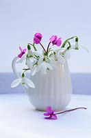 White ceramic jug of Galanthus nivalis - Snowdrops and Cyclamen coum against plain background. 