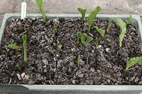 Zantedeschia - Calla Lily seedings in seed tray. 