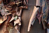 Acer griseum - paperbark maple - showing peeling bark