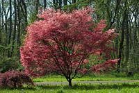 Acer palmatum 'Deshojo' - Japaneae Maple 'Deshojo'