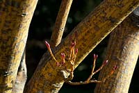 Acer rufinerve 'Erythrocladum' - snake bark maple