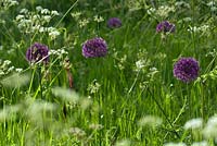 Allium 'Purple Sensation' in long grass with Anthriscus sylvestris - cow parsley
