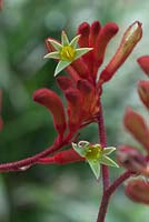 Anigozanthos flavidus x rufus - National Botanic Garden of Wales