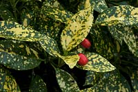 Aucuba japonica 'Crotonifolia' - variegated foliage and red berries