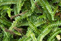 Blechnum penna-marina - alpine water fern