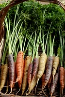 Carrot 'Harlequin Mix' showing harvested roots in mix of colours
