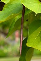 Catalpa bignonioides 'Aurea' - Golden Indian Bean Tree