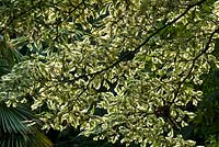 View looking up at canopy of Cornus controversa 'Variegata' - giant dogwood
