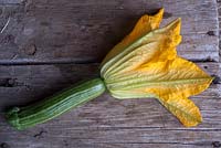 Courgette or zucchini 'Striato d'Italia', young fruit harvested with flower intact