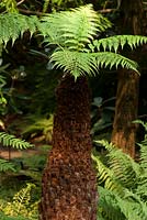 Dicksonia antartica - Tasmanian tree fern