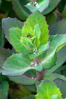 Hylotelephium 'Matrona'  - sedum leaves
